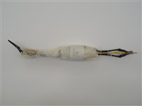 藏品(小白鷺)的圖片